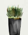 Black Pots 2 Botanical Print