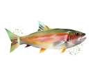 Trout 1 Art Print