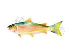Trout 2 Art Print