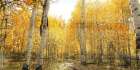 Aspen Pathway Art Print
