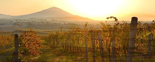 Dawn Over the Vineyard Landscape Print