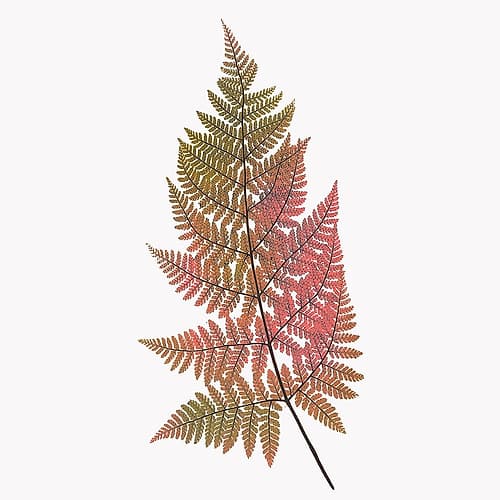 Coral Fern Gold 1 Art Print by Bailey