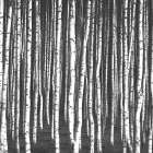 White Birches Art Print