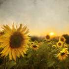 Field of Sunflowers Art Print