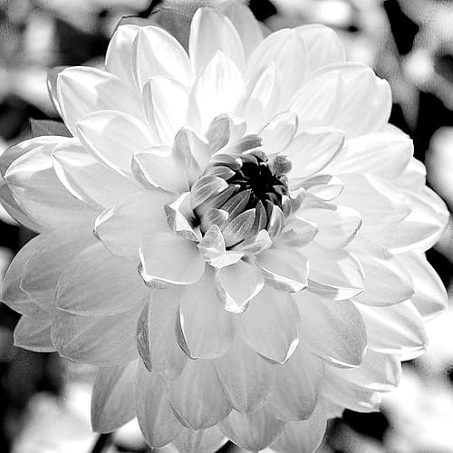 Black and White Bloom Art Print