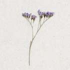 Dainty Purple 1 Art Print