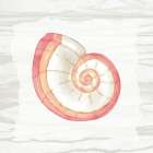 Coral Shells On Wood 1 Art Print