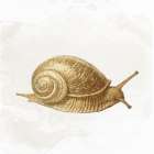 Garden Snail 1 Art Print