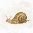 Garden Snail 2 Art Print