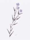 Lavender Wildflowers III Art Print