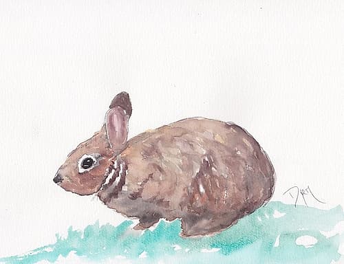 Bunny Animaux reproduction