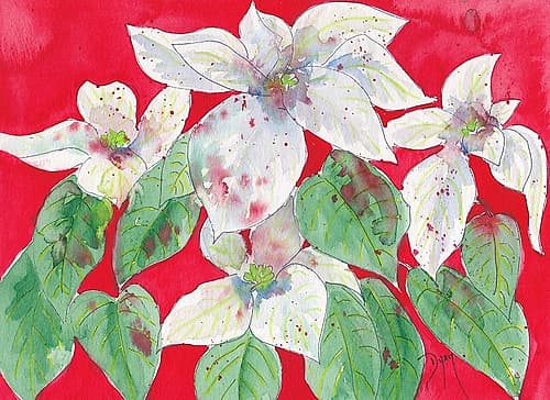 Poinsettias Art Print