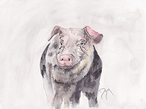 Pig Animaux reproduction
