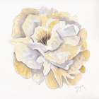 Backyard Peony I Art Print