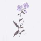 Lavender Wildflowers II Art Print