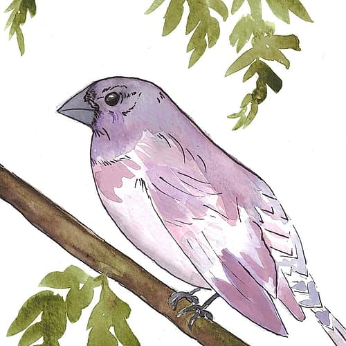 Vibrant Bird 2 Art Print