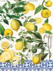 Lemons Art Print