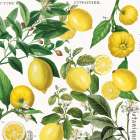 Lemon Bunch Kitchen Print