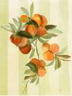 Peaches Kitchen Print