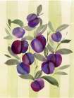Plums Kitchen Print