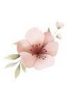 Blush Floral 1 Art Print