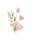 Blush Floral 3 Art Print