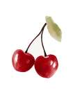 Cherry 6 Art Print