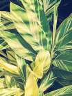 Ginger Leaves Art Print