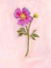 Single Stem 2 Art Print