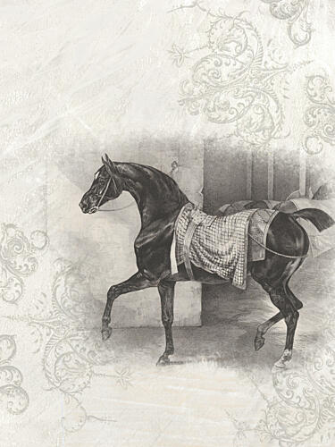 Dream Of Horses 1 Animaux reproduction