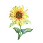 Sunflower Frolic 2 Art Print