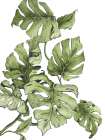 Monstera Leaves Botanical Print