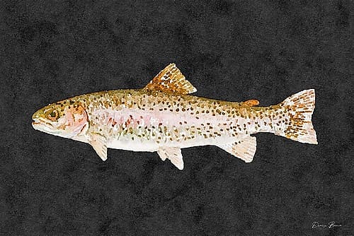 Rainbow Trout Coastal Print