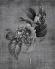 Tranquil Botanical 2 Art Print