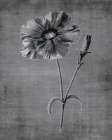 Tranquil Botanical 3 Art Print