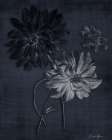Botanical Edge 2 Art Print