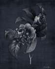 Botanical Edge 3 Art Print