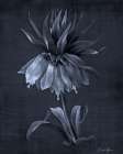 Botanical Edge 4 Art Print