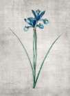 Blue Botanical 2 Botanical Print