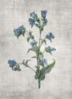Blue Botanical 4 Botanical Print