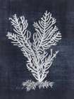 Sea Fan 2 Art Print