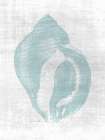 Beautiful Shells 2 Art Print