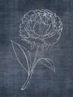 White Peony on Navy 1 Art Print