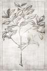 Antique Palm 1 Art Print