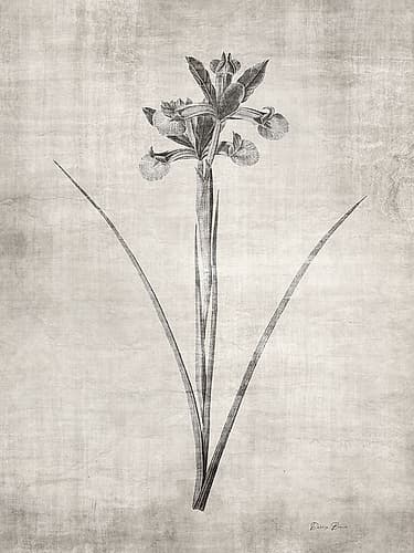Sepia Botanical 2 Art Print