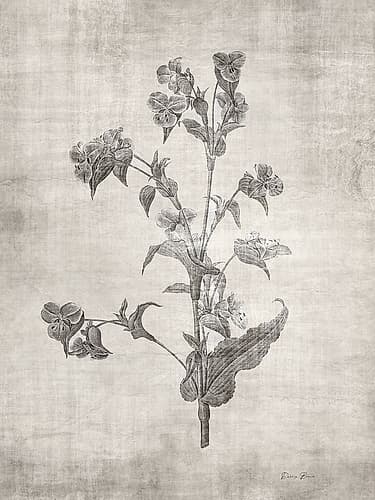 Sepia Botanical 4 Art Print