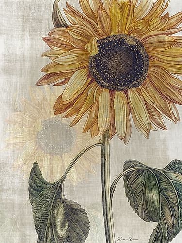 Sunflower 2 Art Print