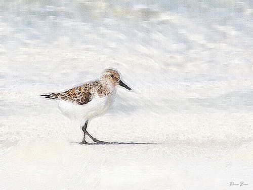 Sandpiper Beach Print