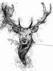 Deer Head Splash Black & White Print