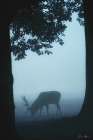 Grazing Art Print